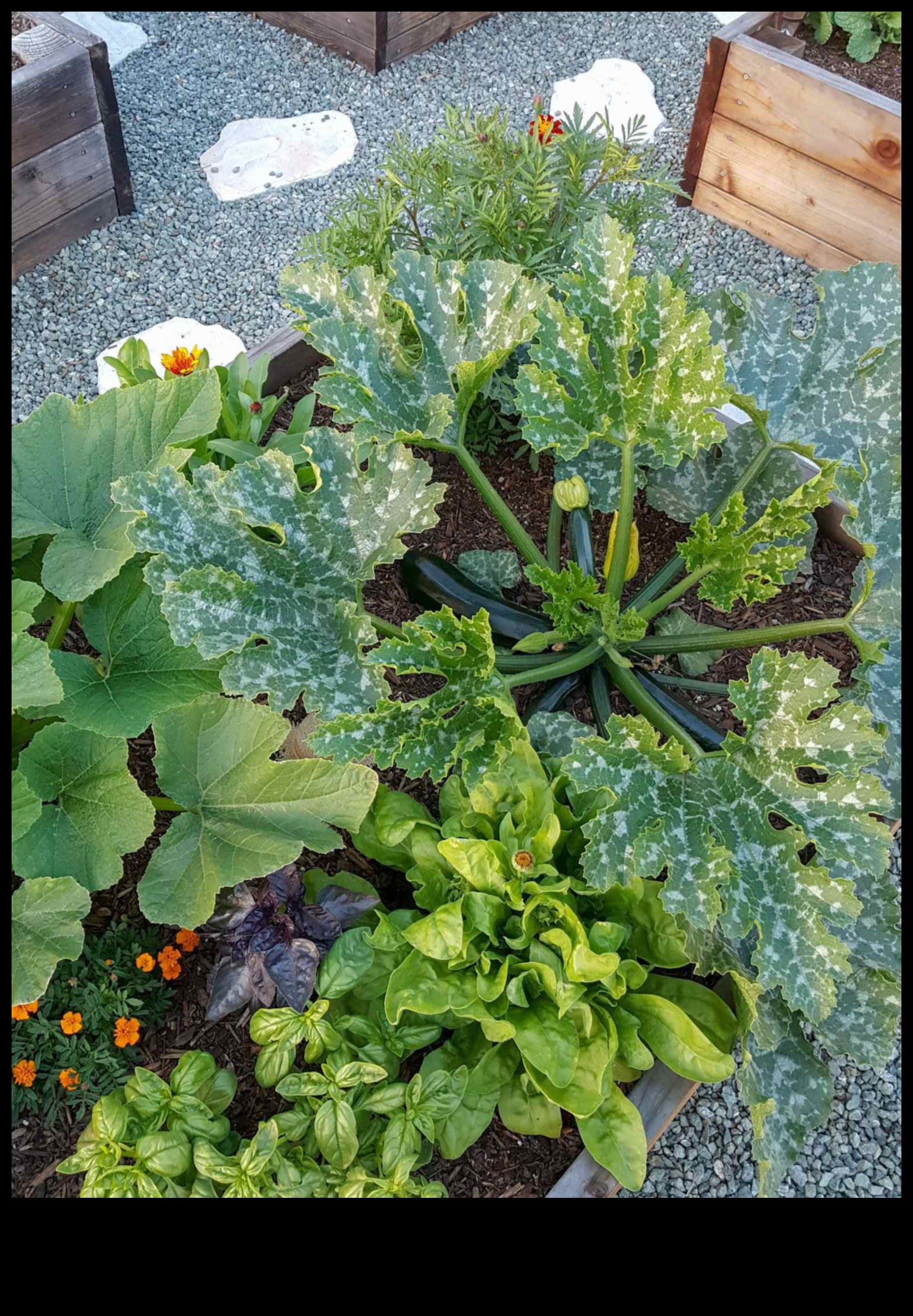 Lapu draugi uzlabo jūsu dārza skaistumu, stādot kompanjonu 2 Lapu draugi: skaistuma paaugstināšana ar pavadošo stādīšanu