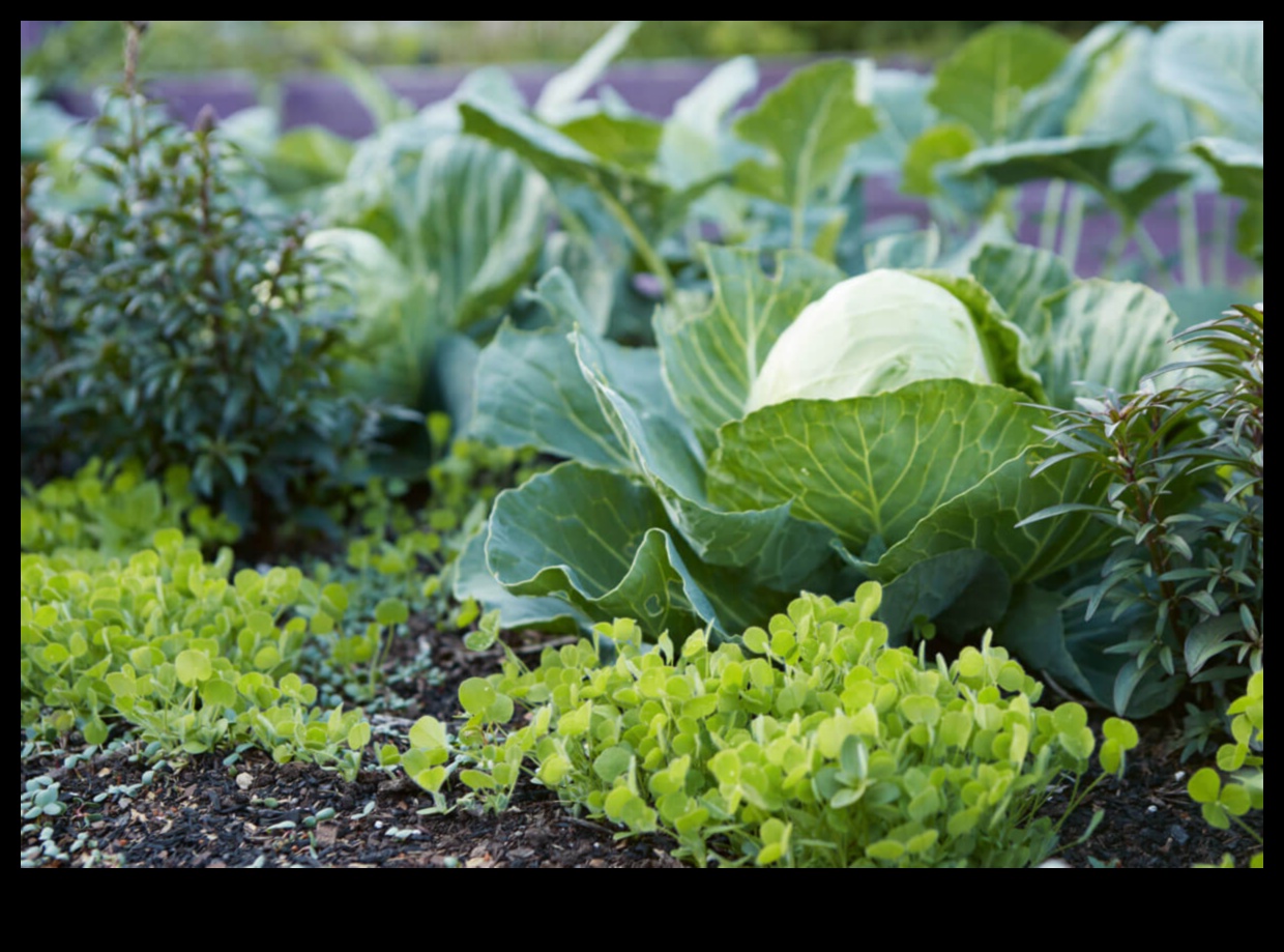 Lapu draugi uzlabo jūsu dārza skaistumu ar pavadošo stādīšanu 3 Lapu draugi: skaistuma paaugstināšana ar pavadošo stādīšanu