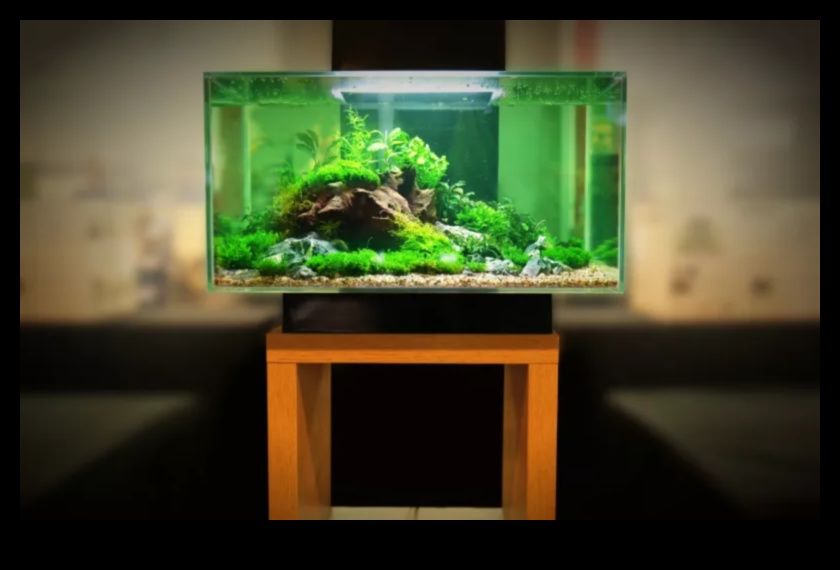 Fish Tank Zen Turpinājums: Dabisku elementu iekļaušana mieram