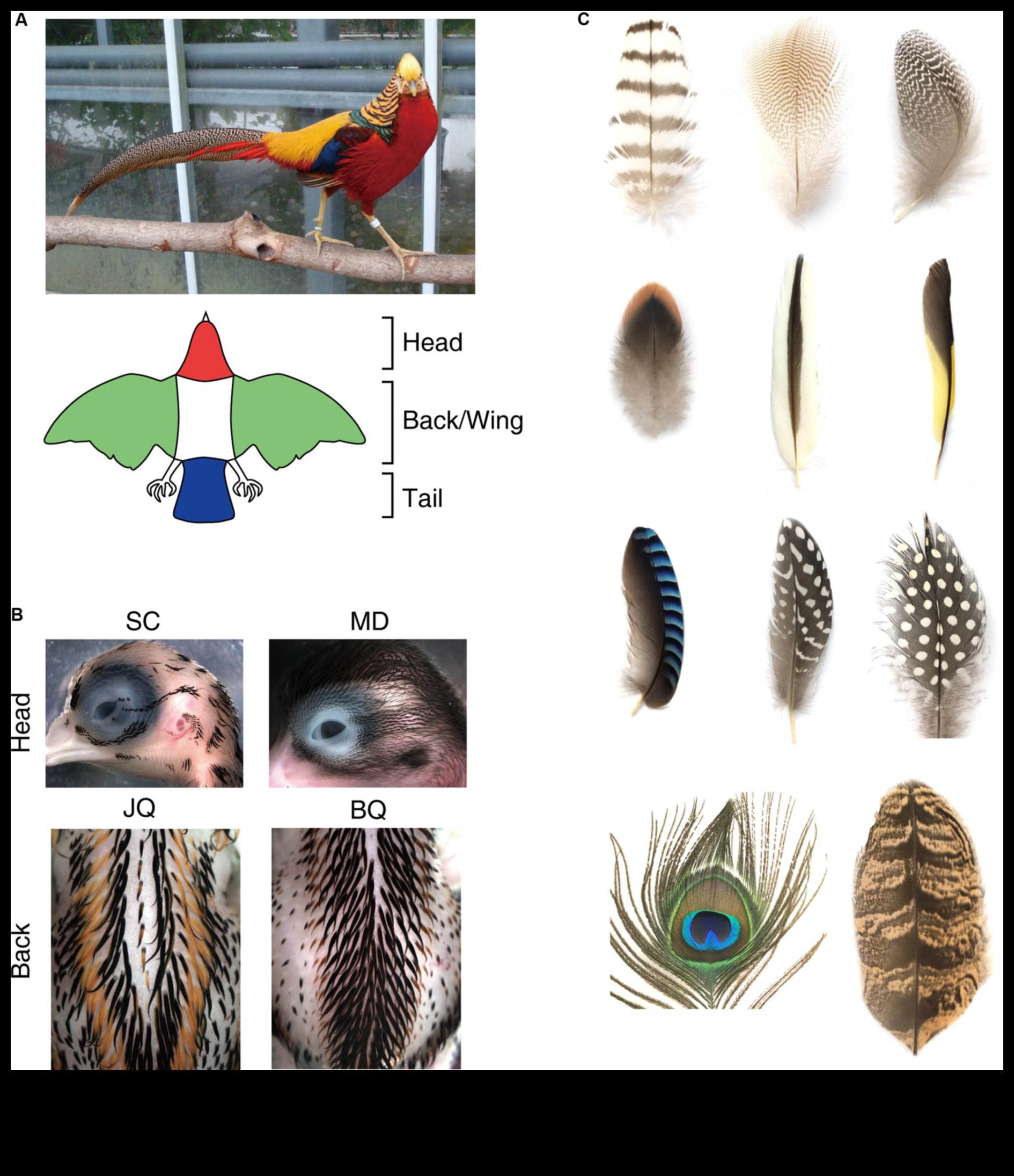 Apspalvojumu palete: putnu spalvu dinamiskas krāsas un raksti