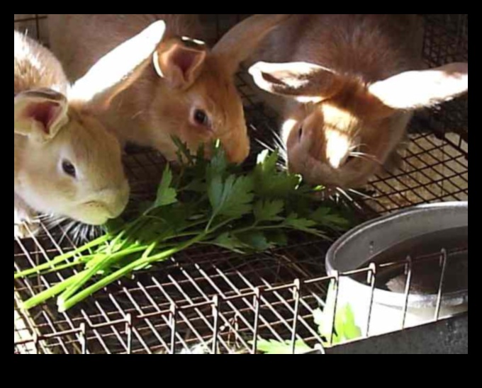 Bunny Buffet turpināja ceļvedi par labākajiem ēdamajiem augiem trušiem 5 Zaķu bufetes turpinājums: Trušu kulinārijas gardumu izpēte