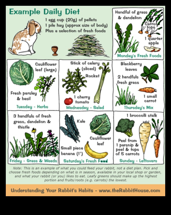 Bunny Buffet turpināja ceļvedi par labākajiem ēdamajiem augiem trušiem 2 Zaķu bufetes turpinājums: Trušu kulinārijas gardumu izpēte