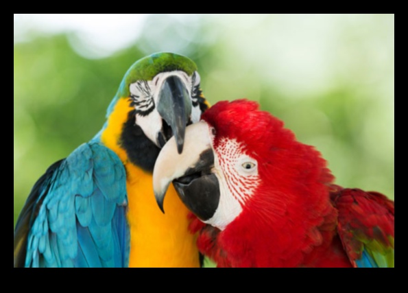 Putnu altruisma labestības akti starp putniem 4 Putnu altruisms: putnu labestības akti