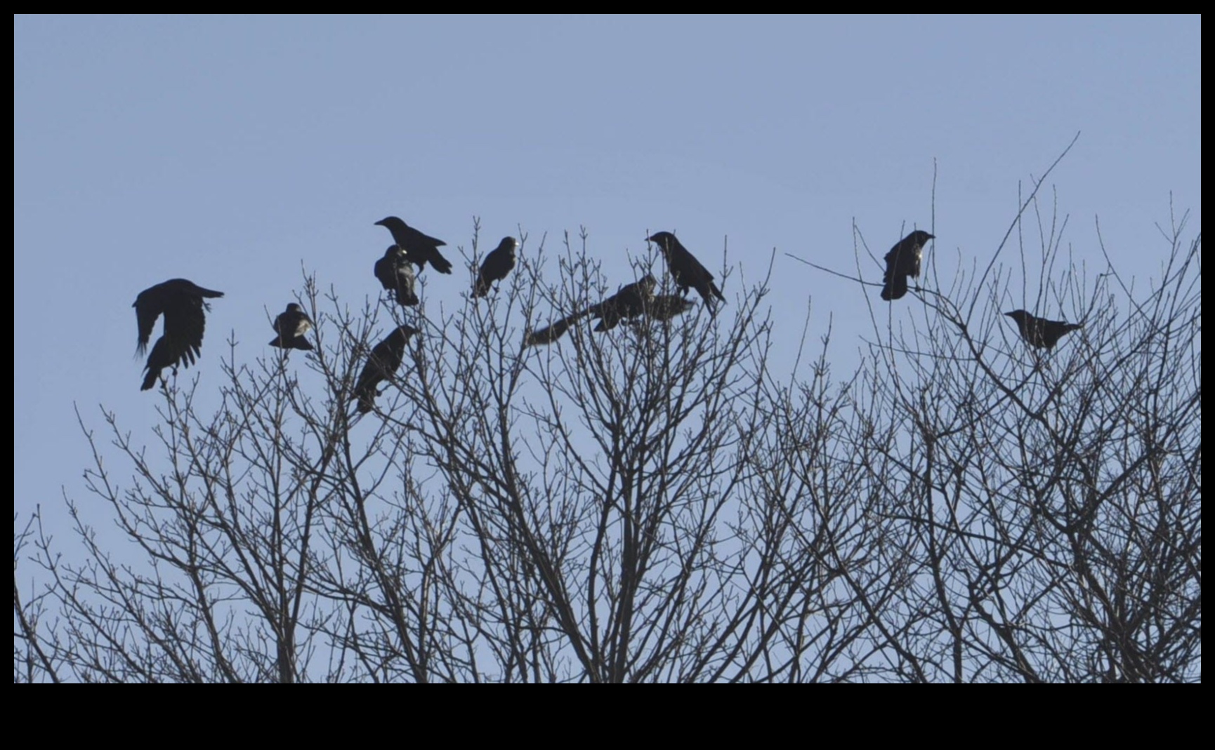 Putnu altruisma labestības akti starp putniem 3 Putnu altruisms: putnu labestības akti