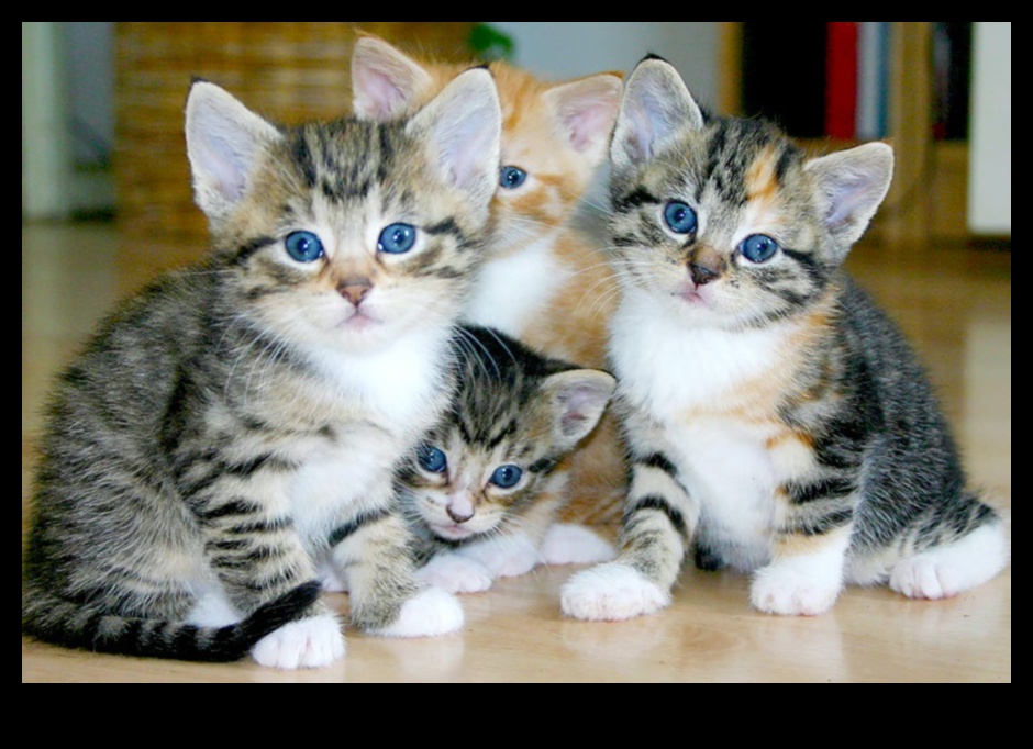 Kaķu aizraušanās: visaptveroša kaķu kopšanas rokasgrāmata