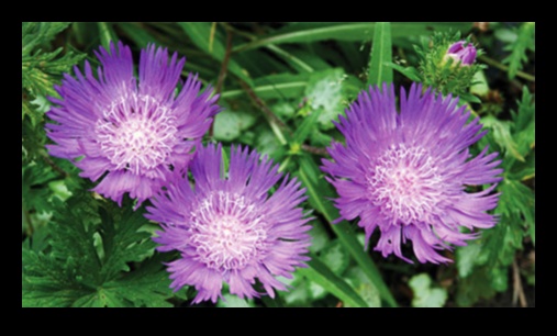 Sezonas krāšņumam pielāgoti padomi dārza kopšanai 3 Sezonas krāšņums: pielāgoti padomi dārza kopšanai