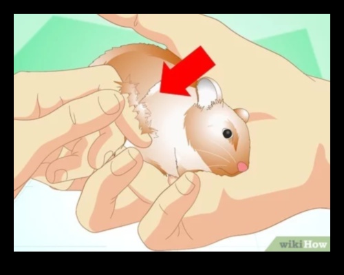 Turpinās kāmja veselības uzraudzība, atpazīstot diskomforta pazīmes 4 Kāmja veselības monitoringa turpinājums: Diskomforta pazīmju atpazīšana