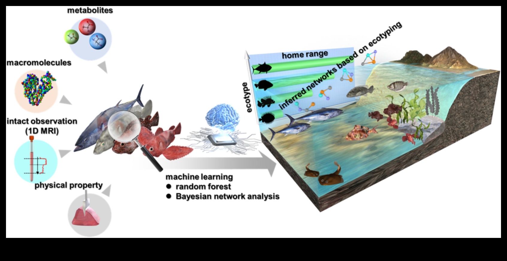 Fishonomika 101: Kā zivis palīdz ekosistēmām