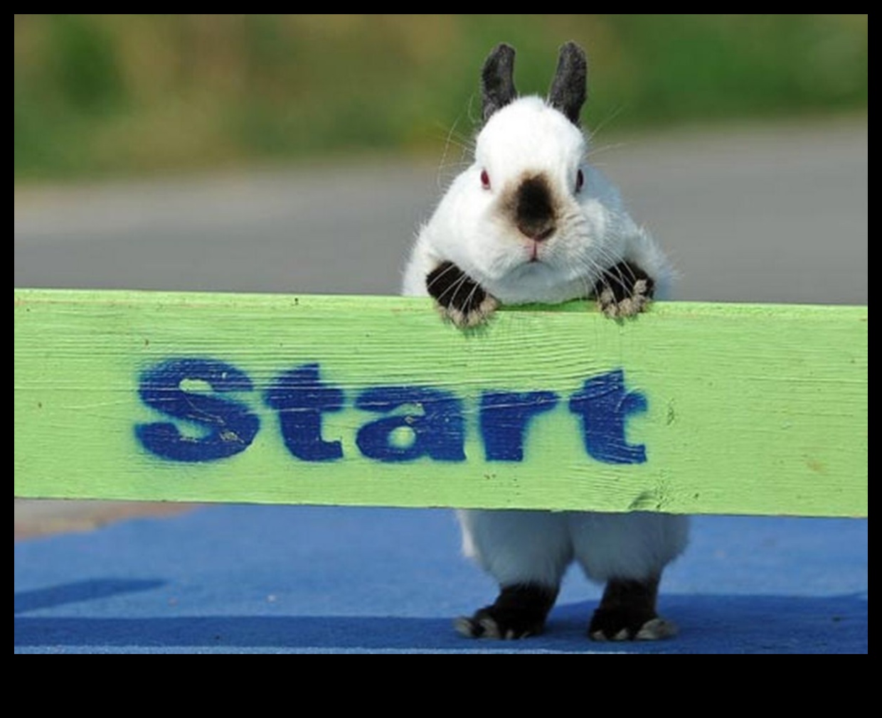 Zaķu olimpiskās spēles: izklaide un spēles trušiem