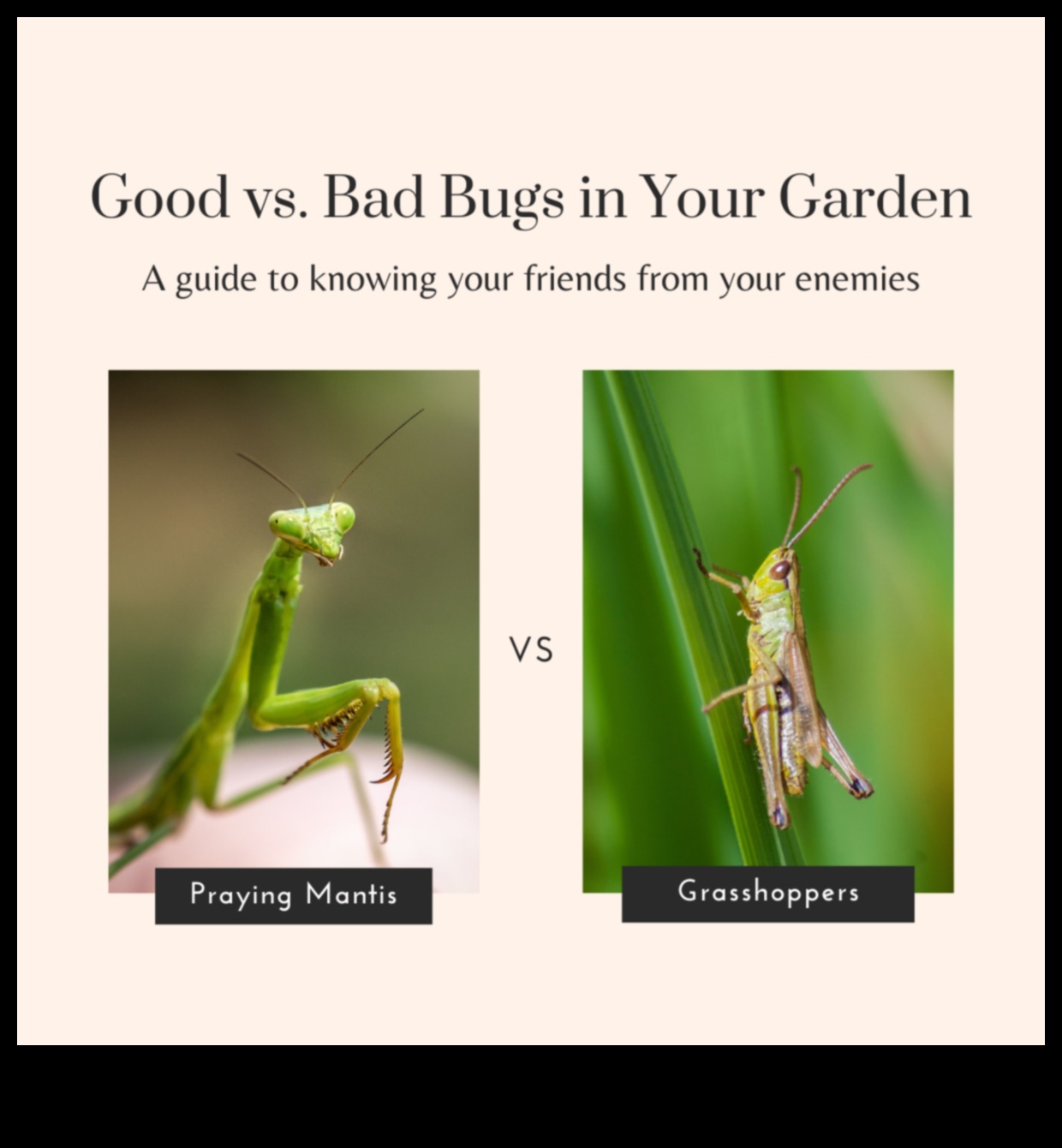 Paradīze, kas ir aizsargāta pret kaitēkļiem: sargājiet savus zaļumus ar pieredzi