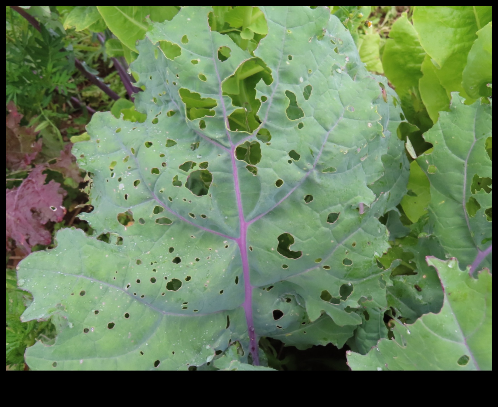 Paradīze, kas ir aizsargāta pret kaitēkļiem: sargājiet savus zaļumus ar pieredzi