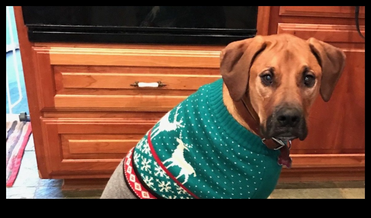 Raušanas dienas svinības: svētku idejas suņiem un viņu ģimenēm