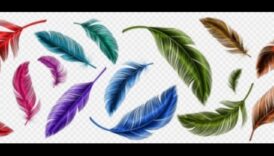 Apspalvojumu palete: putnu spalvu dinamiskas krāsas un raksti