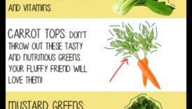 Zaķu bufetes turpinājums: Trušu kulinārijas gardumu izpēte