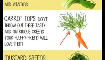 Zaķu bufetes turpinājums: Trušu kulinārijas gardumu izpēte