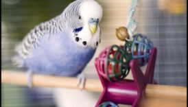 DIY putnu rotaļlietas: bagātināšanas aktivitātes jūsu spalvu draugiem