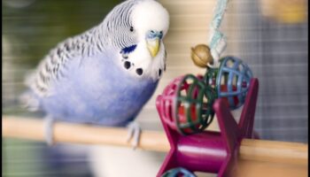 DIY putnu rotaļlietas: bagātināšanas aktivitātes jūsu spalvu draugiem