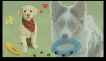 Dzīvotņu harmonija: mājdzīvnieku dabiskās uzvedības veicināšana