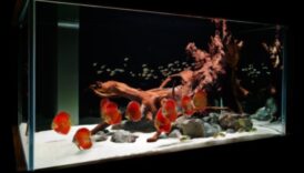 Fish Tank Artistry izturēja valdzinošas priekšmeti sālsūdens akvārijiem 2 Zivju tvertņu mākslas turpinājums: valdzinošas tēmas sālsūdens akvārijiem