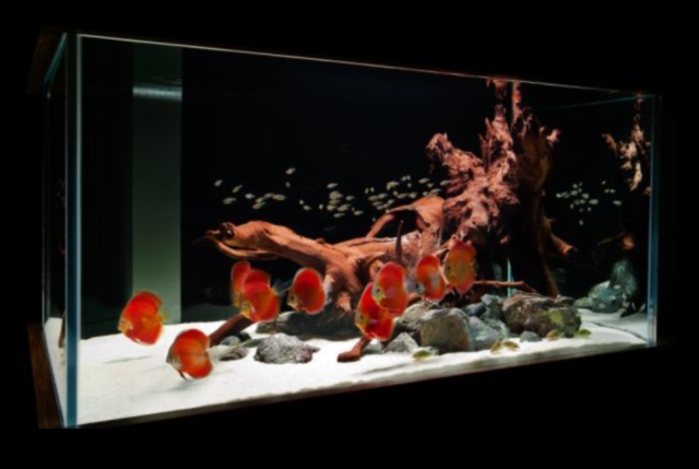 Fish Tank Artistry turpināja valdzinošas tēmas sālsūdens akvārijiem 1 Zivju tvertņu mākslas turpinājums: valdzinošas tēmas sālsūdens akvārijiem