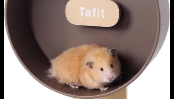 Kāmja svarīgākie darbi Turpinājums: Paplašiniet savu mazo grauzēju krāšņo skapi