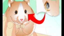 Kāmja veselības monitoringa turpinājums: Diskomforta pazīmju atpazīšana