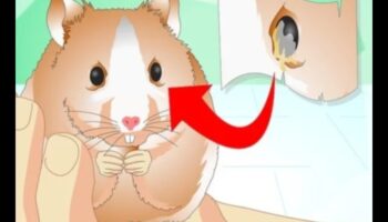 Kāmja veselības monitoringa turpinājums: Diskomforta pazīmju atpazīšana