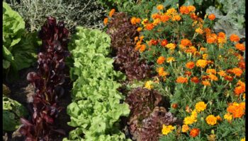 Lapu draugi: skaistuma paaugstināšana ar pavadošo stādīšanu