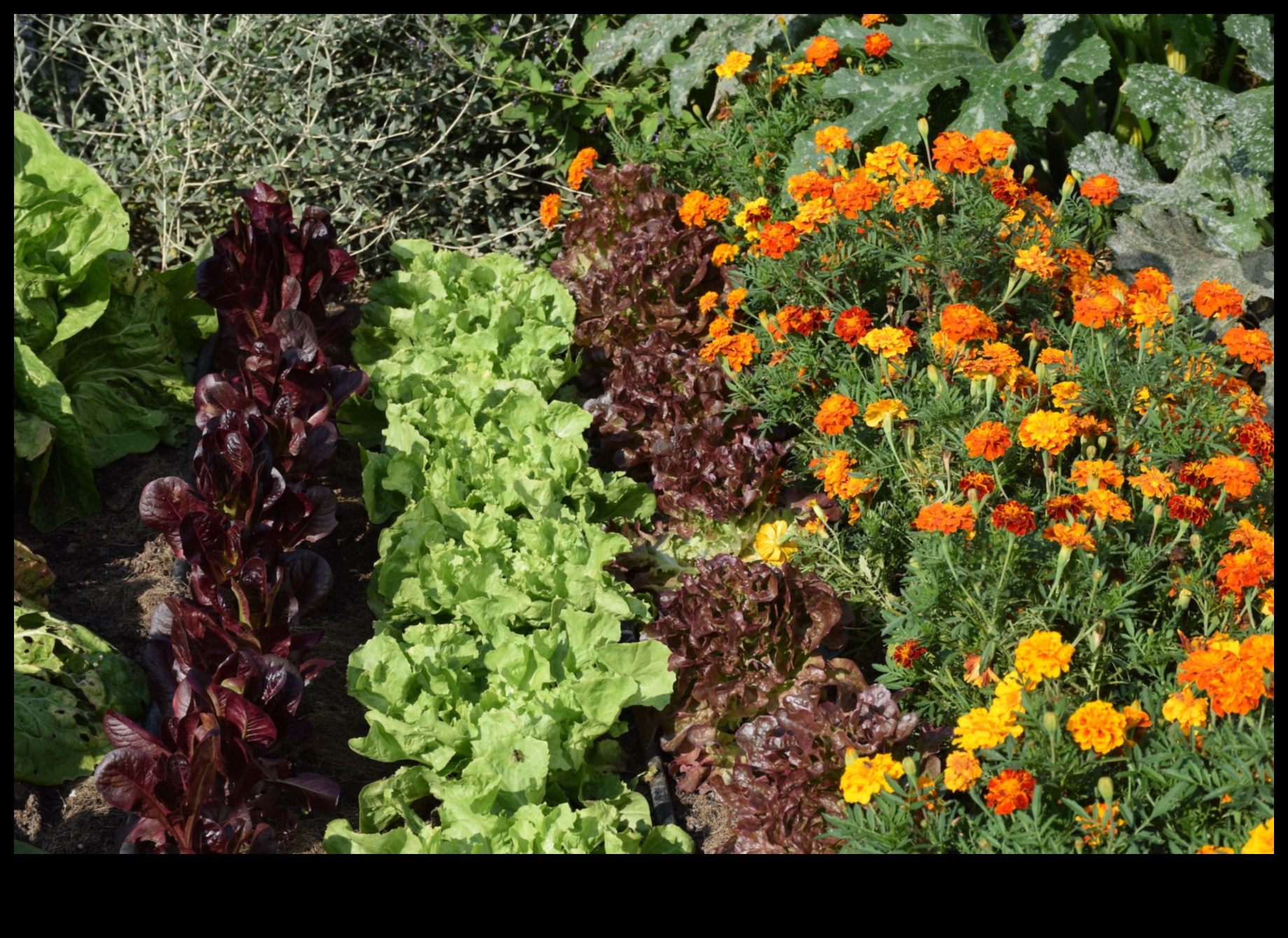 Lapu draugi uzlabo jūsu dārza skaistumu, stādot kompanjonus 1 Lapu draugi: skaistuma paaugstināšana ar pavadošo stādīšanu