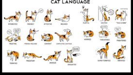 Metienu valoda izturēja atšifrēt kaķu uzvedību tuvas istabā 1 Atkritumu valoda Turpinājums: kaķu uzvedības atšifrēšana vannas istabā