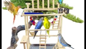 Papagaiļu rotaļu pils: izveidojiet bagātinošu rotaļu laukumu putniem