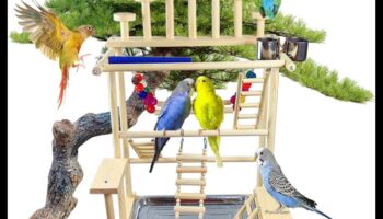 Papagaiļu rotaļu pils: izveidojiet bagātinošu rotaļu laukumu putniem