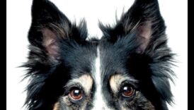 Populārākās suņu pasakas: stāsti par suņu drosmi un lojalitāti