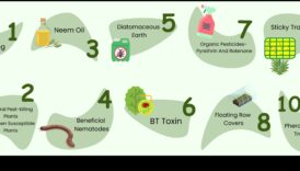 Paradīze, kas ir aizsargāta pret kaitēkļiem: sargājiet savus zaļumus ar pieredzi