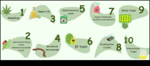 Paradīze, kas ir aizsargāta pret kaitēkļiem: sargājiet savus zaļumus ar pieredzi