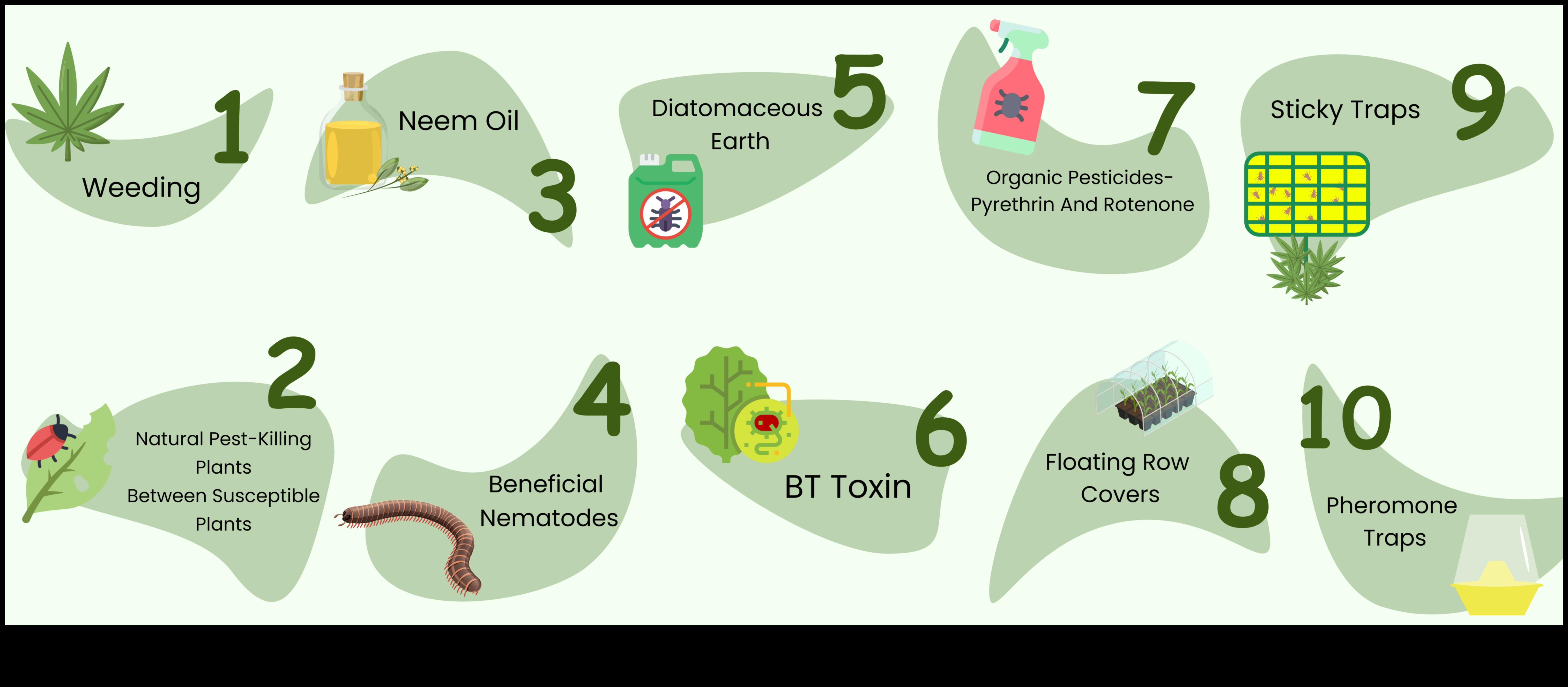 Paradīze, kas ir aizsargāta pret kaitēkļiem: sargājiet savus zaļumus ar pieredzi