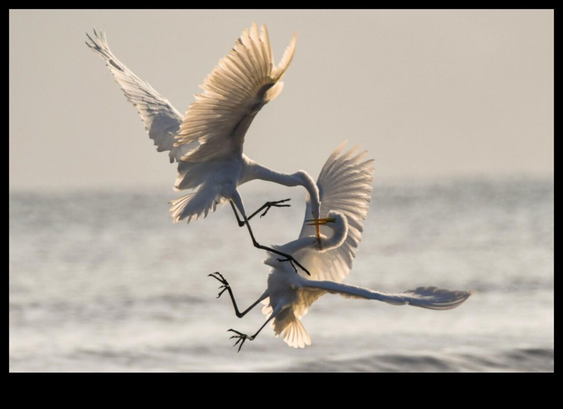 Putnu altruisms: putnu labestības akti