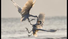 Putnu altruisms: putnu labestības akti