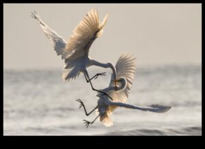 Putnu altruisms: putnu labestības akti