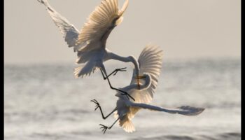 Putnu altruisms: putnu labestības akti