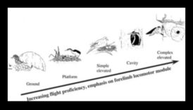 Putnu mājvietas, kas izprot dažādus putnu ligzdu veidus 6 Putnu mītnes: dažādu putnu ligzdu veidu izpratne