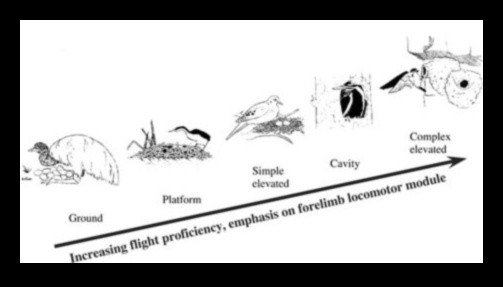 Putnu mītnes Izpratne par dažādiem putnu ligzdu veidiem 1 Putnu mītnes: dažādu putnu ligzdu veidu izpratne