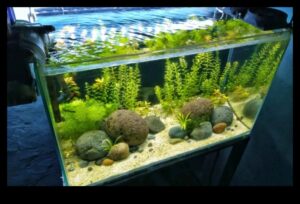 Fish Tank Zen Turpinājums: Dabisku elementu iekļaušana mieram