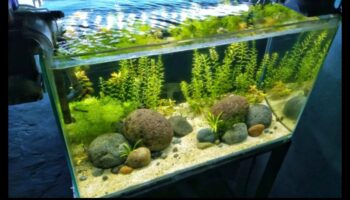 Fish Tank Zen Turpinājums: Dabisku elementu iekļaušana mieram